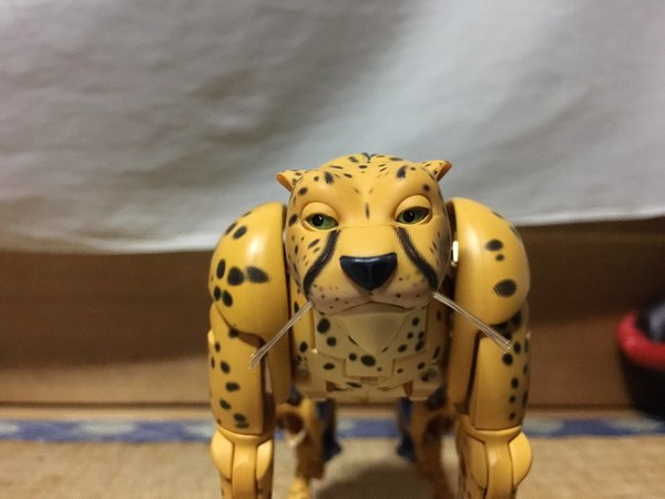 MP 34 Cheetor In Hand Pictures Of Beast Wars Masterpiece Figure 07 (7 of 23)